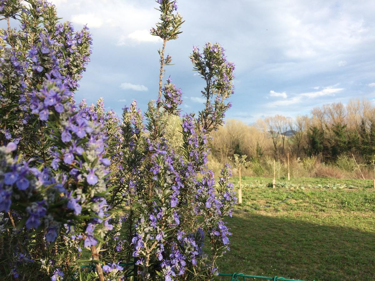 Agriturismo Il Pettirosso Guest House Forlì Eksteriør bilde